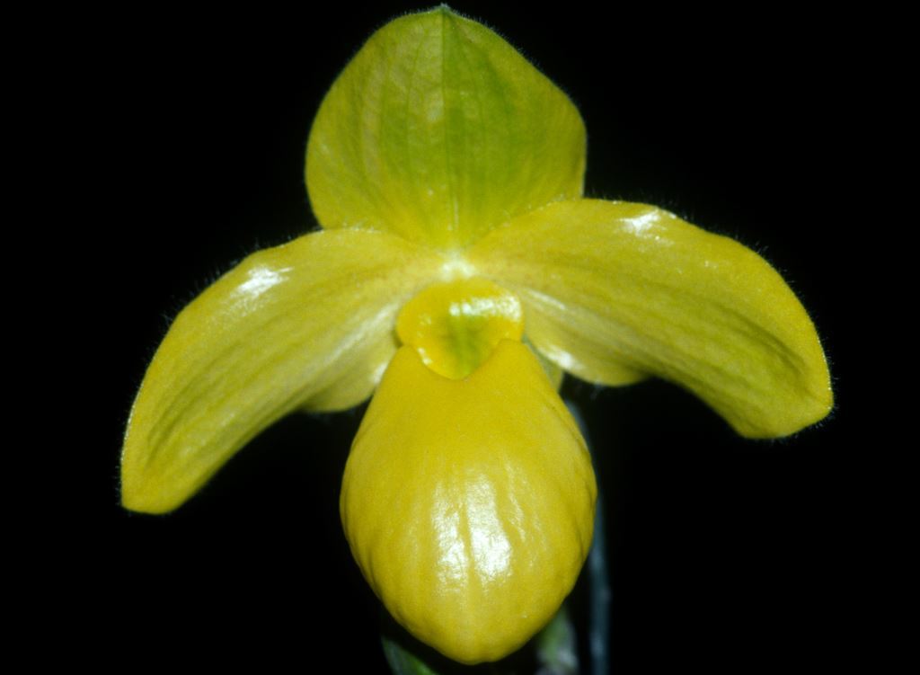 Paphiopedilum Golddollar - HCC/AOC