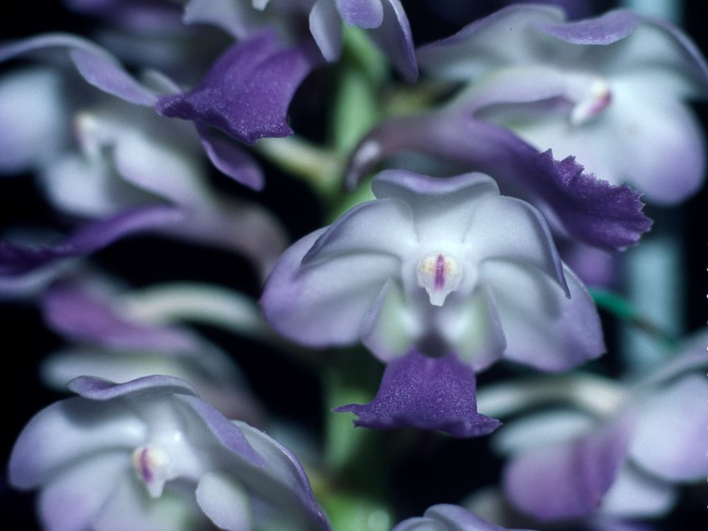 Rhrds Memoria Suranaree