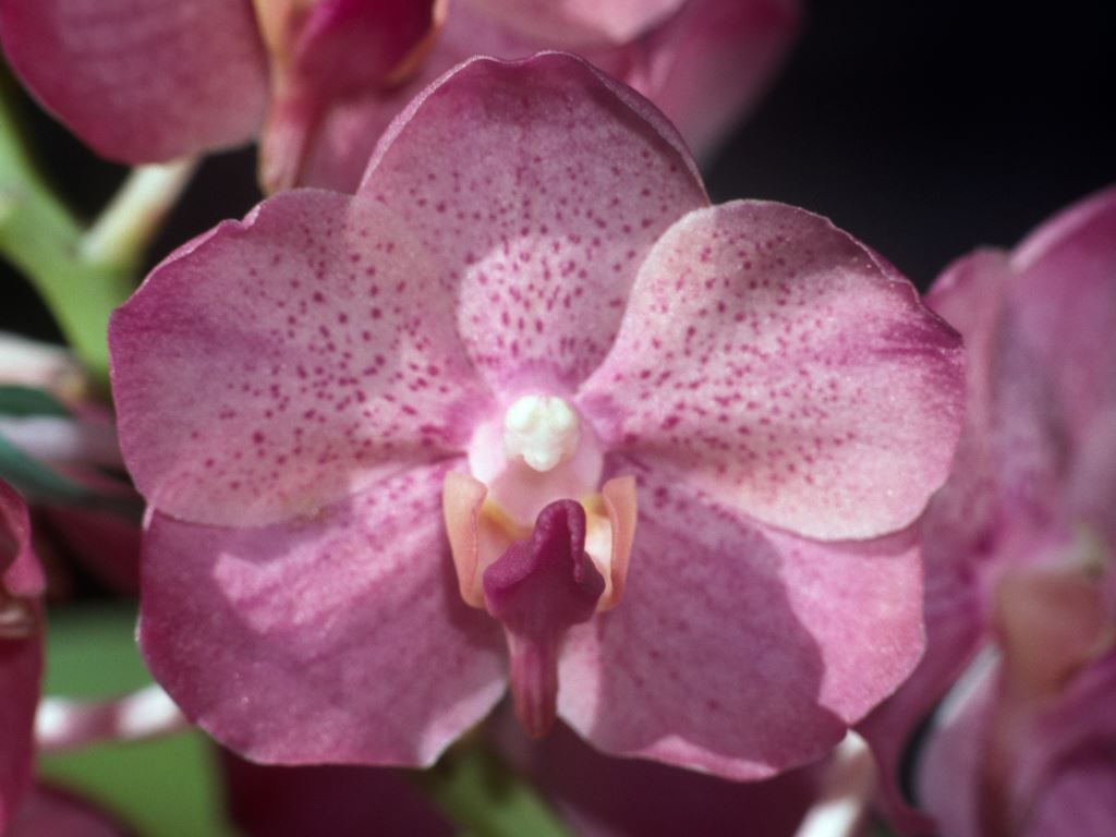 Aeridovanda Renee Gerber - HCC/AOC