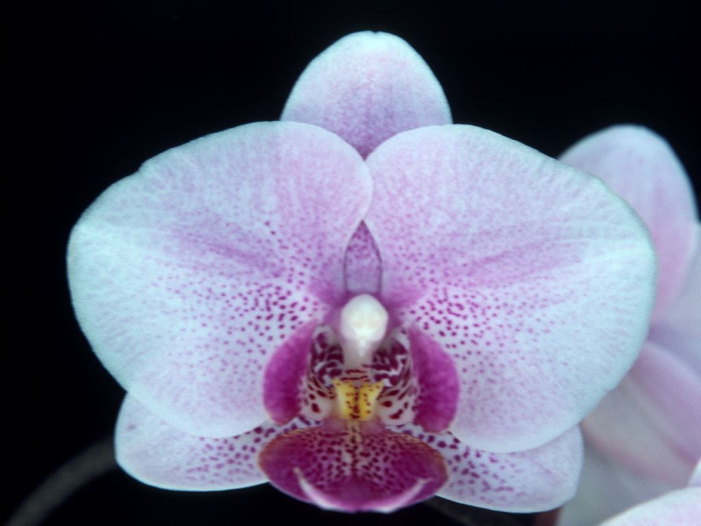 Phalaenopsis Zumita Blush