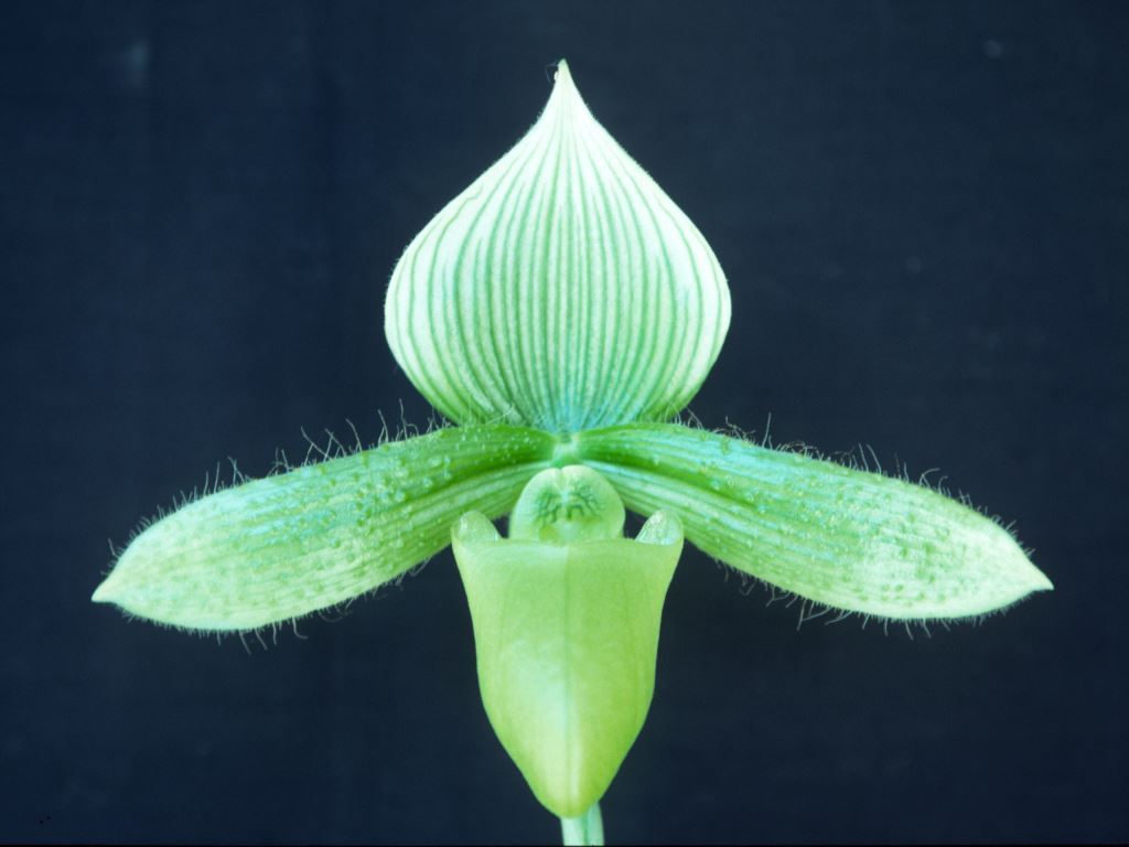 Paph Makuli