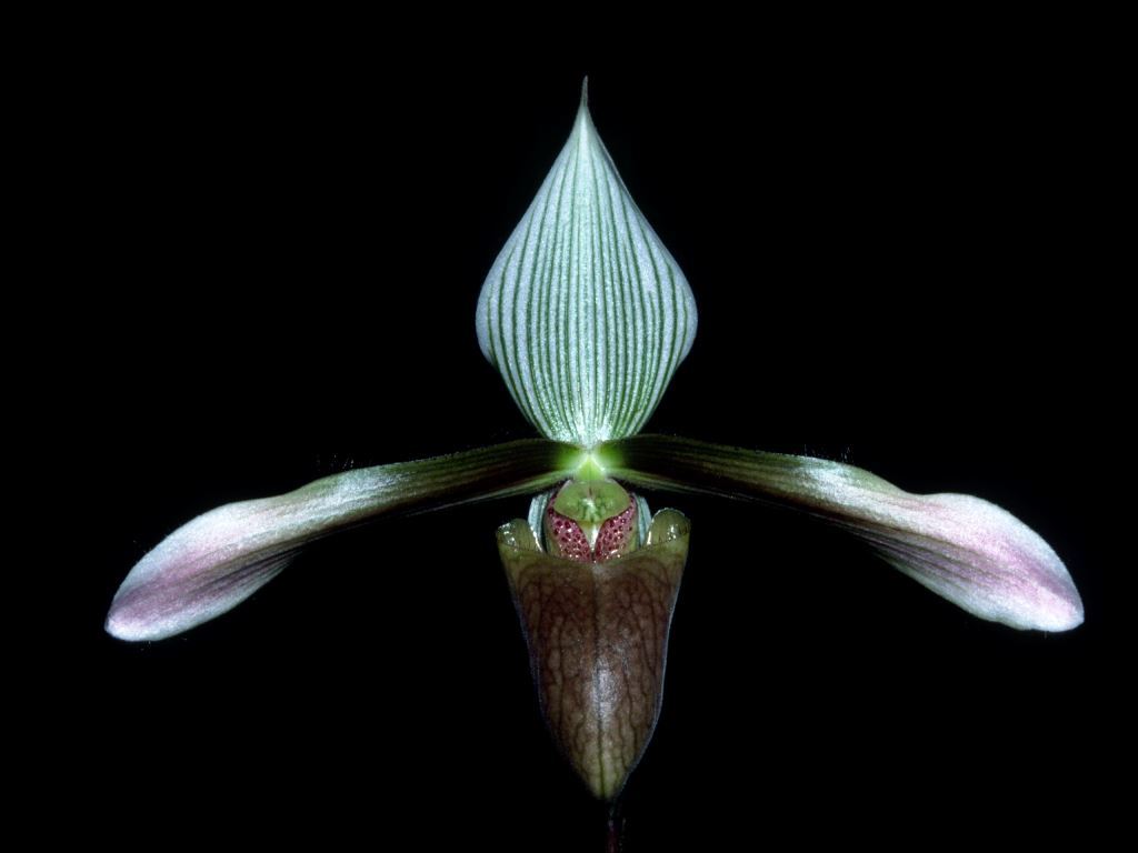Paphiopedilum dayanum