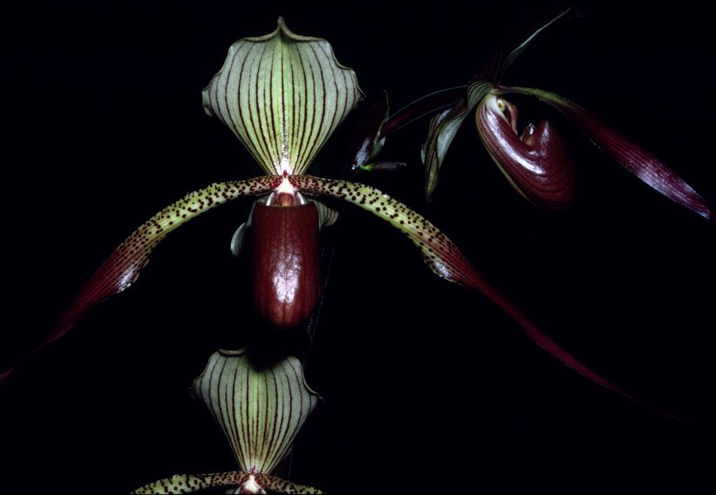 Paphiopedilum Julius - AM/AOC