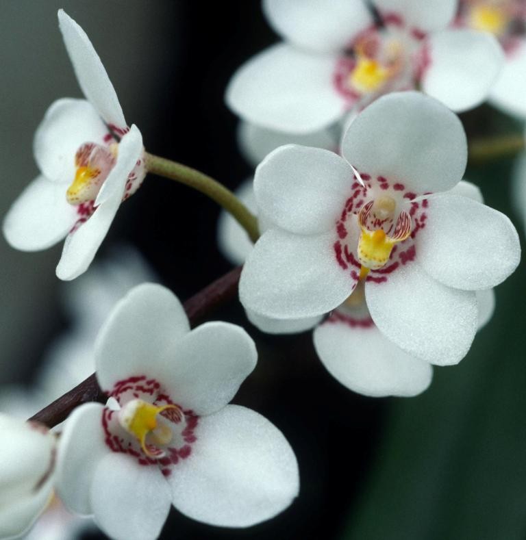 Sarcochilus Judith - HCC/AOC