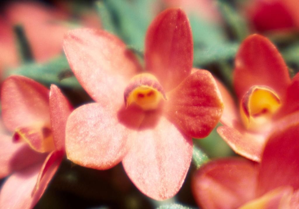 Dendrobium cuthbertsonii - ACC/AOC