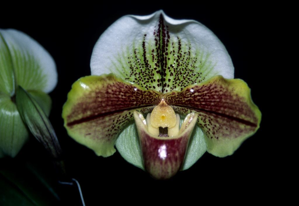 Paph Star Cluster