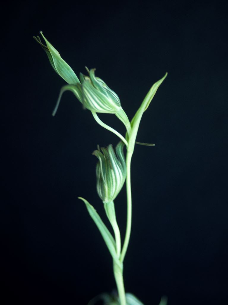 Pterostylis recurva
