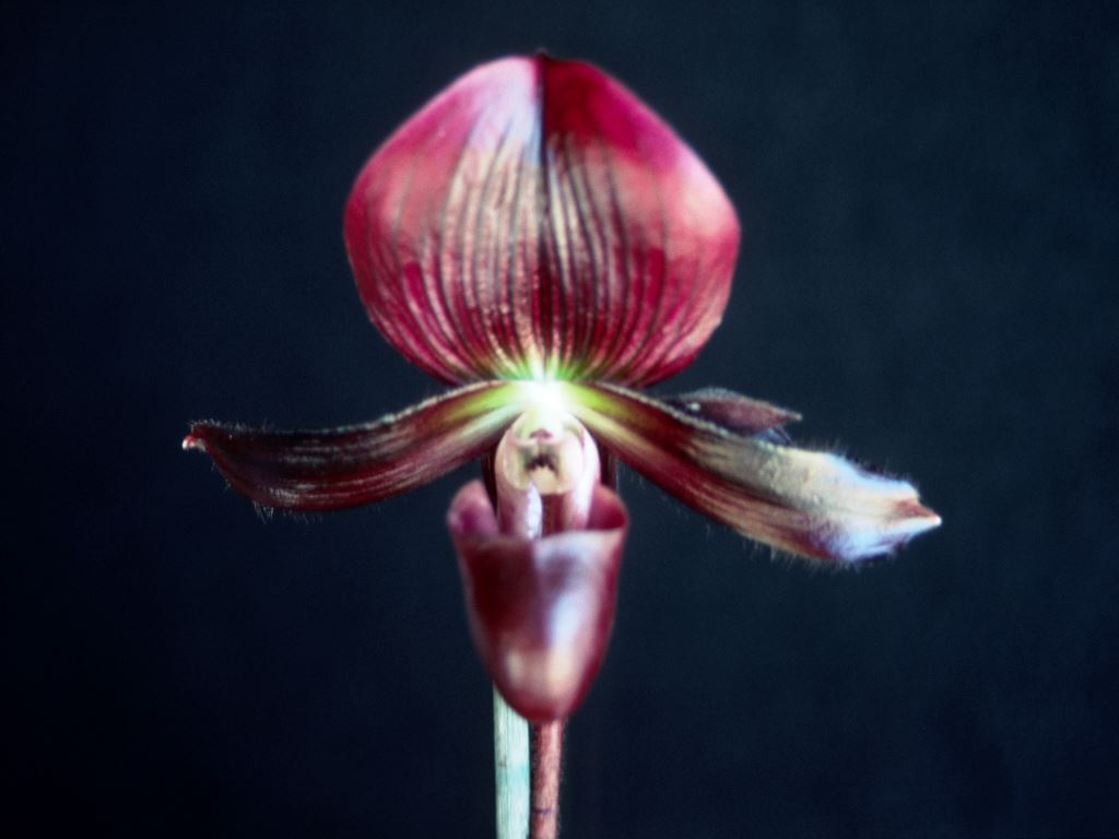 Paph Black Cherry
