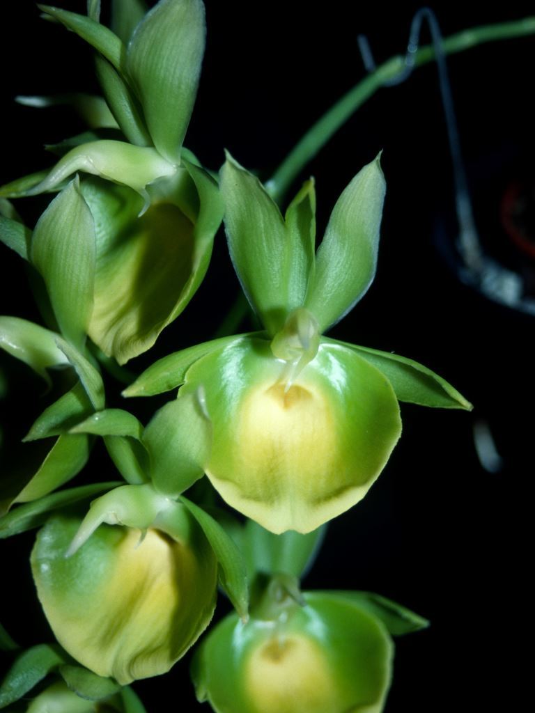 Catasetum pileatum