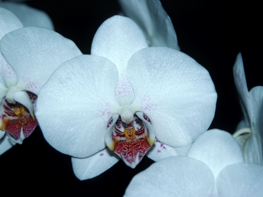 Phal Tarryn Drinnan