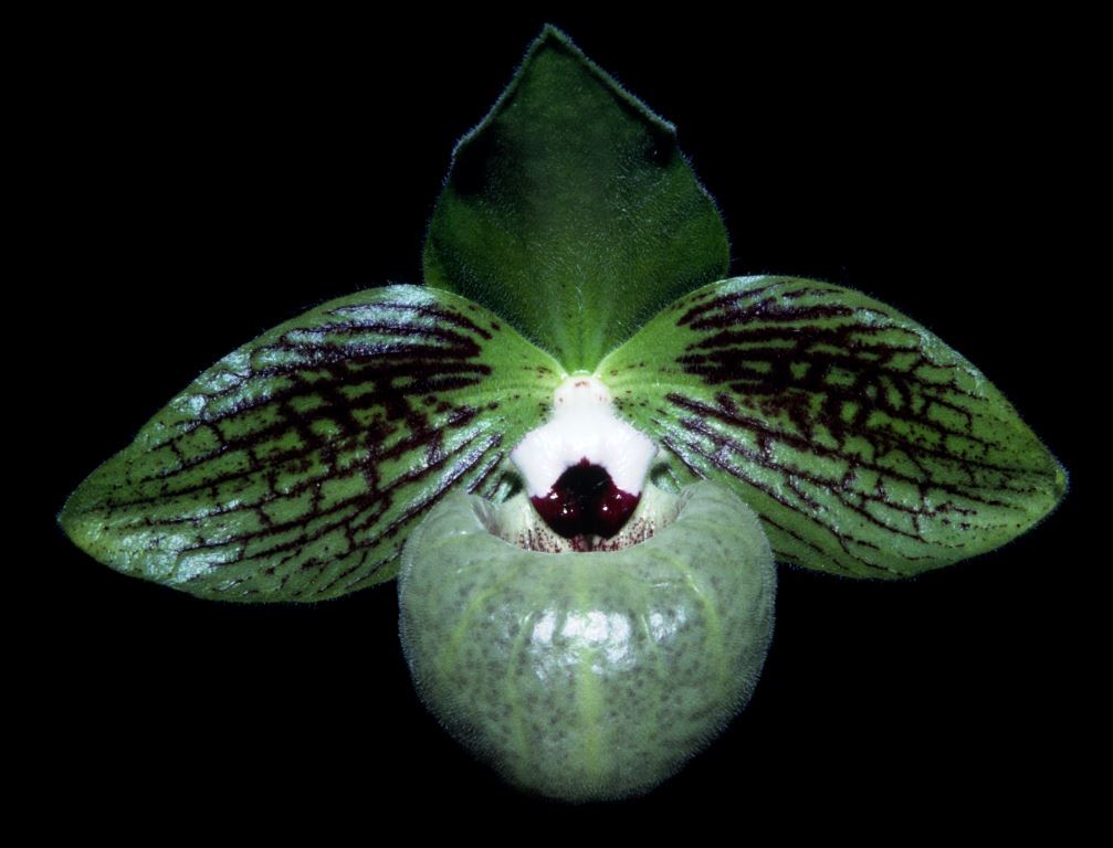 Paphiopedilum malipoense