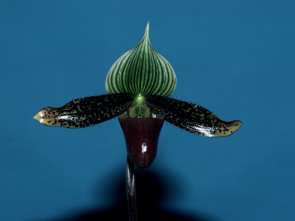 Paph Supersuk
