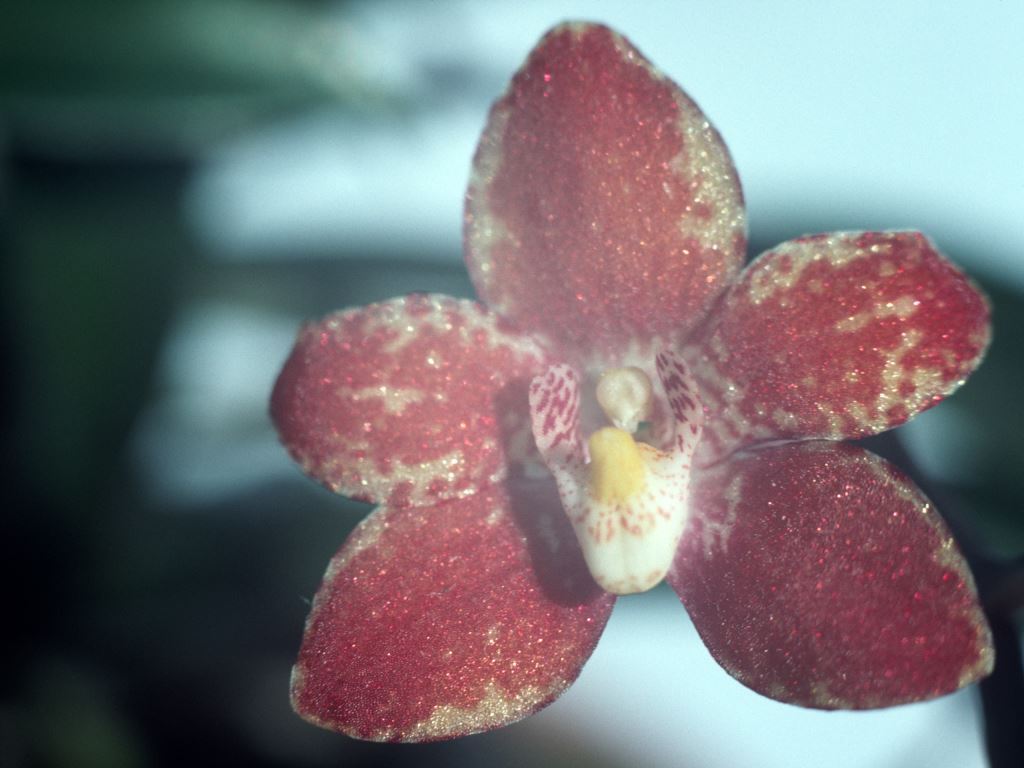 Sarcochilus Tigersun