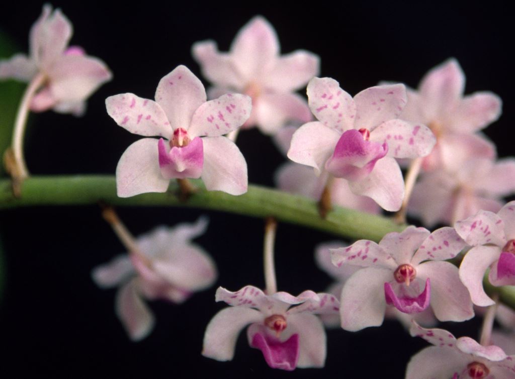 Rhynchostylis Chorchalood - ACC/AOC