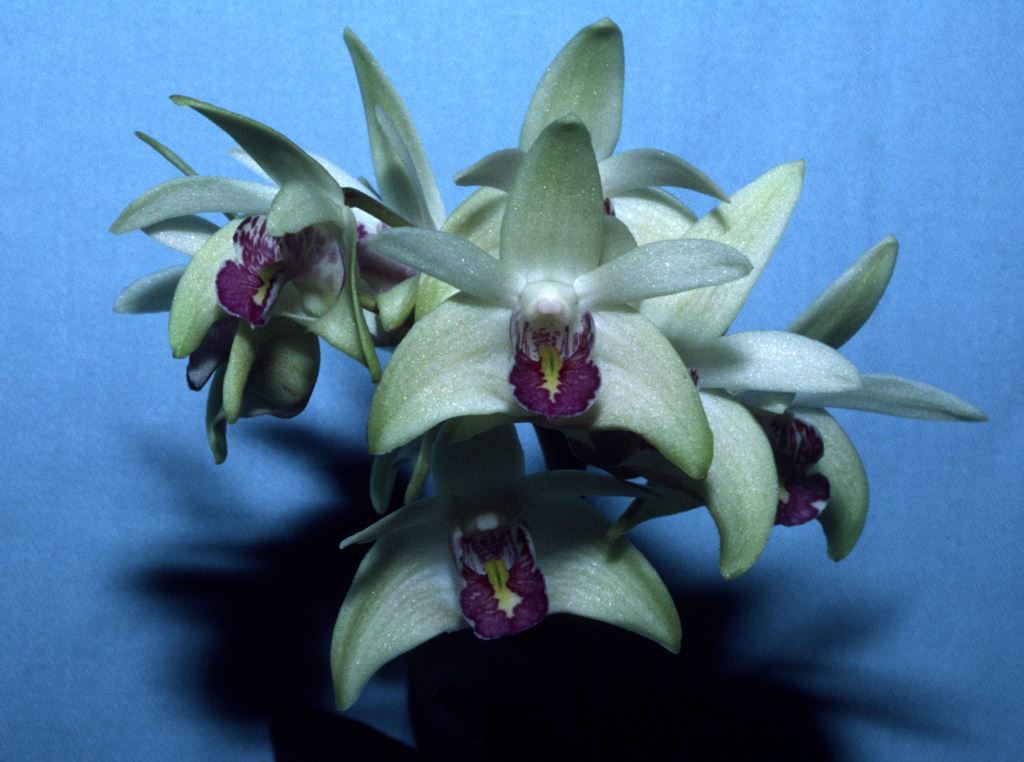 Dendrobium Hamilton - HCC/AOC