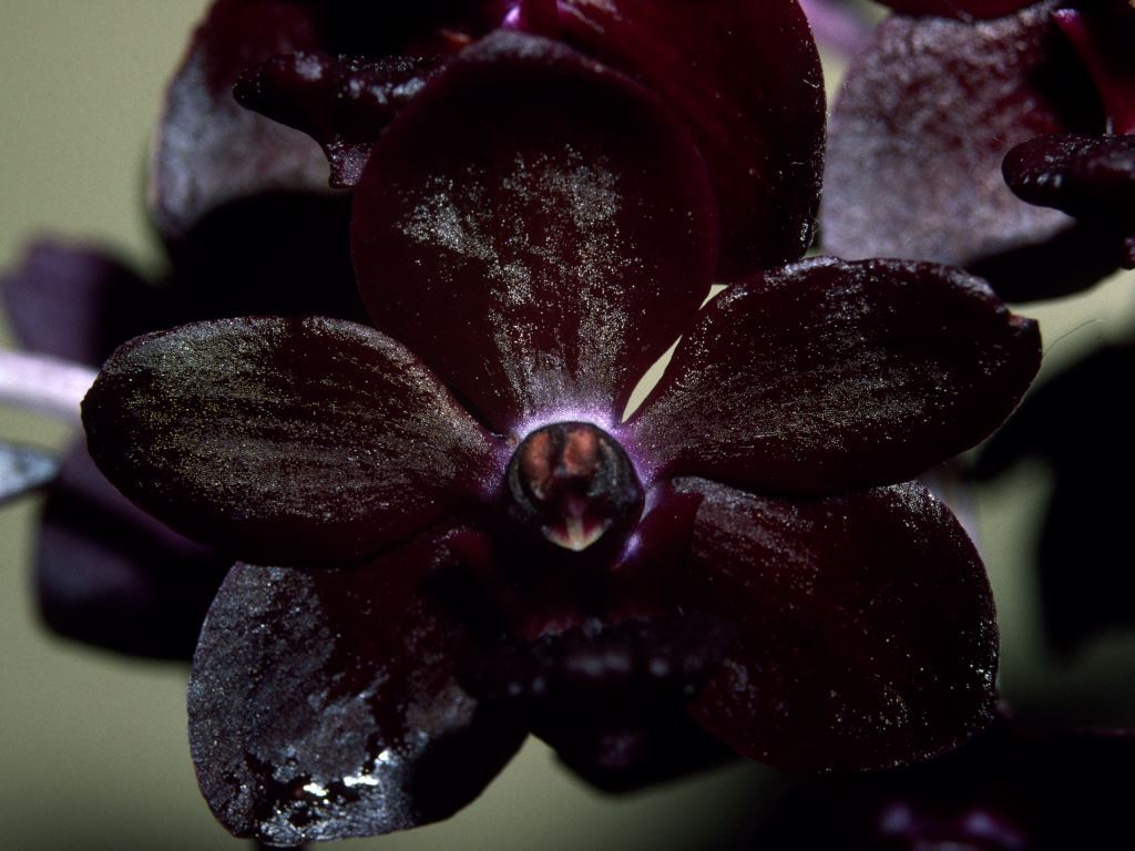 Vanda Colmarie - AD/AOC
