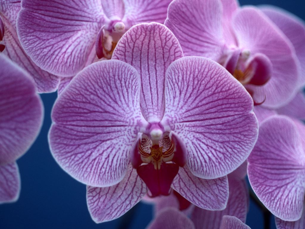Phal Rainbow Blossom 'Q'lander'