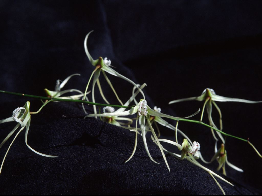 Dendrobium teretifolium var. fasciculatum - HCC/AOC
