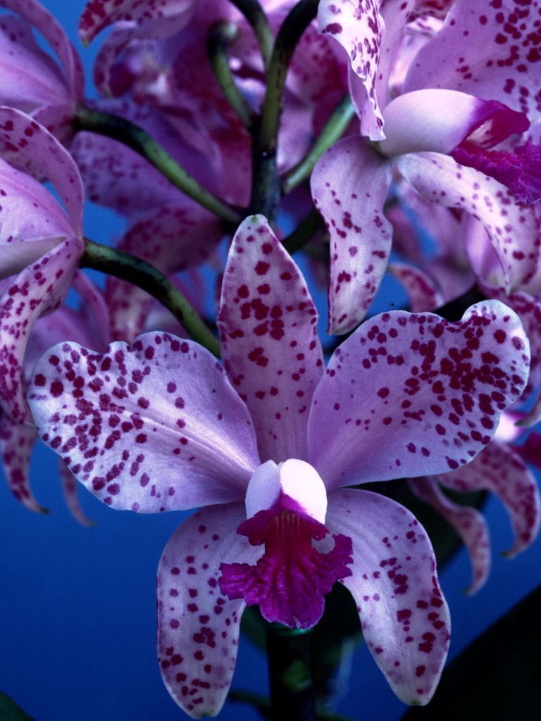 Cattleya amethystoglossa - HCC/AOC