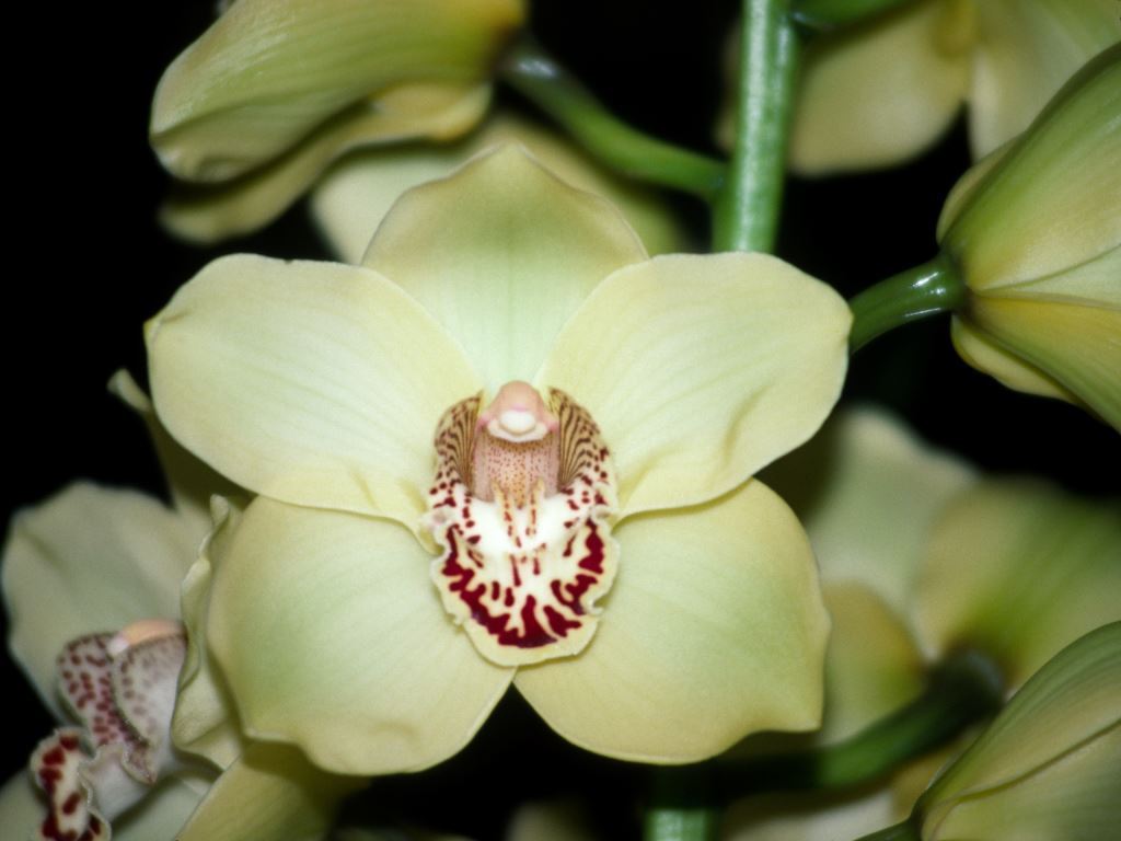 Cymbidium Royale Fare - AM/AOC
