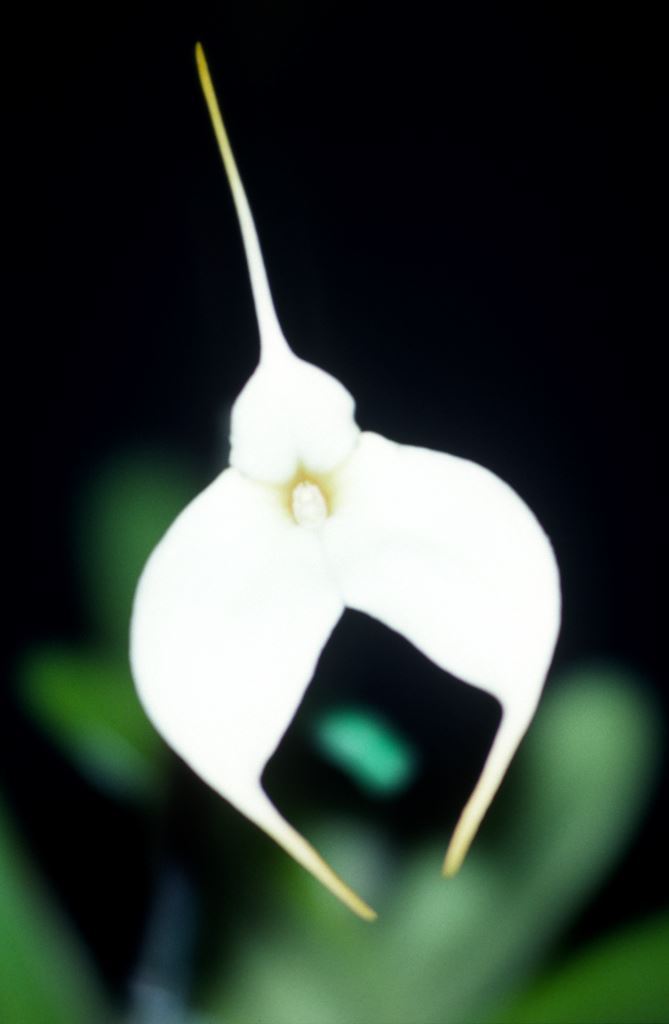 Masdevallia Mary Staal - HCC/AOC