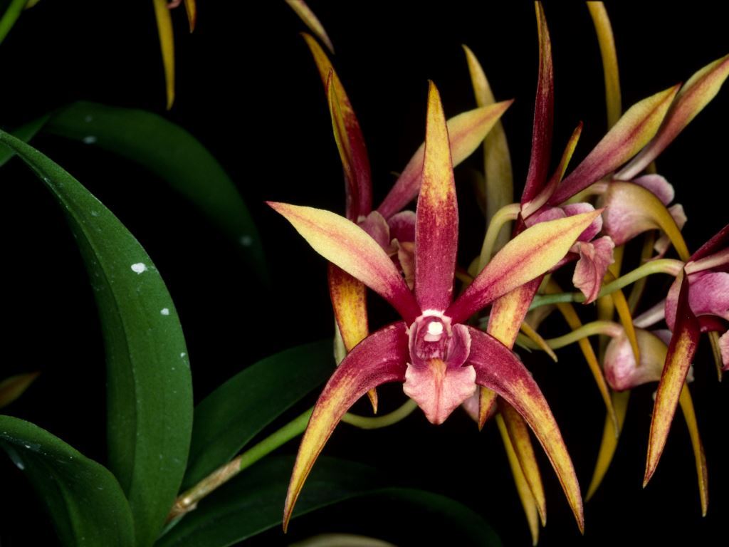 Dendrobium Elegant Lace - HCC/AOC