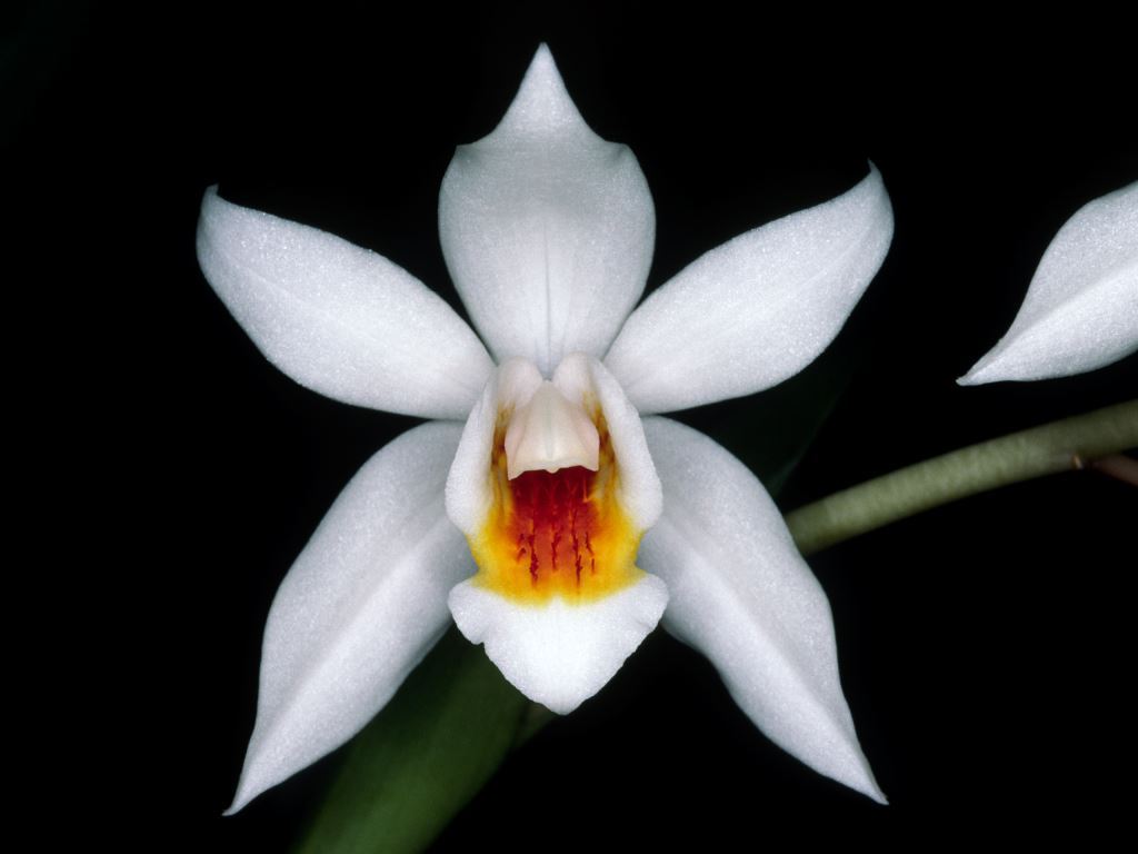 Coelogyne Jannine Banks