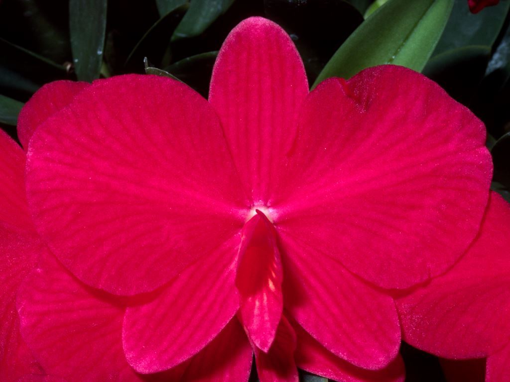 Cattleya wittigiana - ACC/AOC