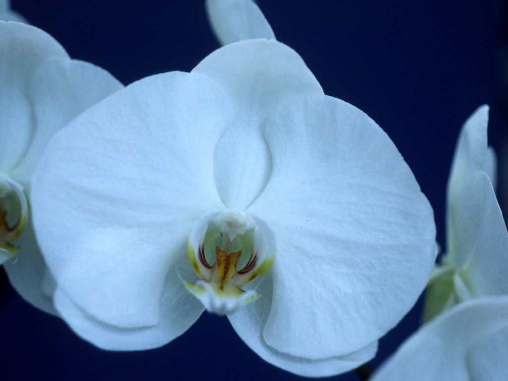 Phalaenopsis Queenslander Queen