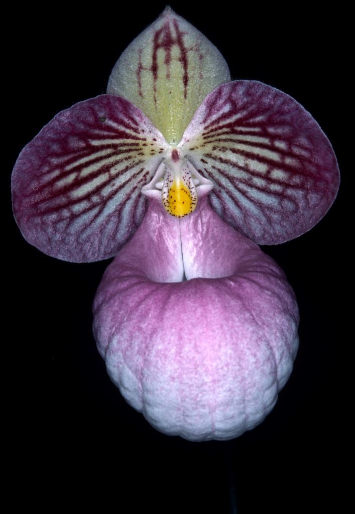 Paphiopedilum micranthum - HCC/AOC