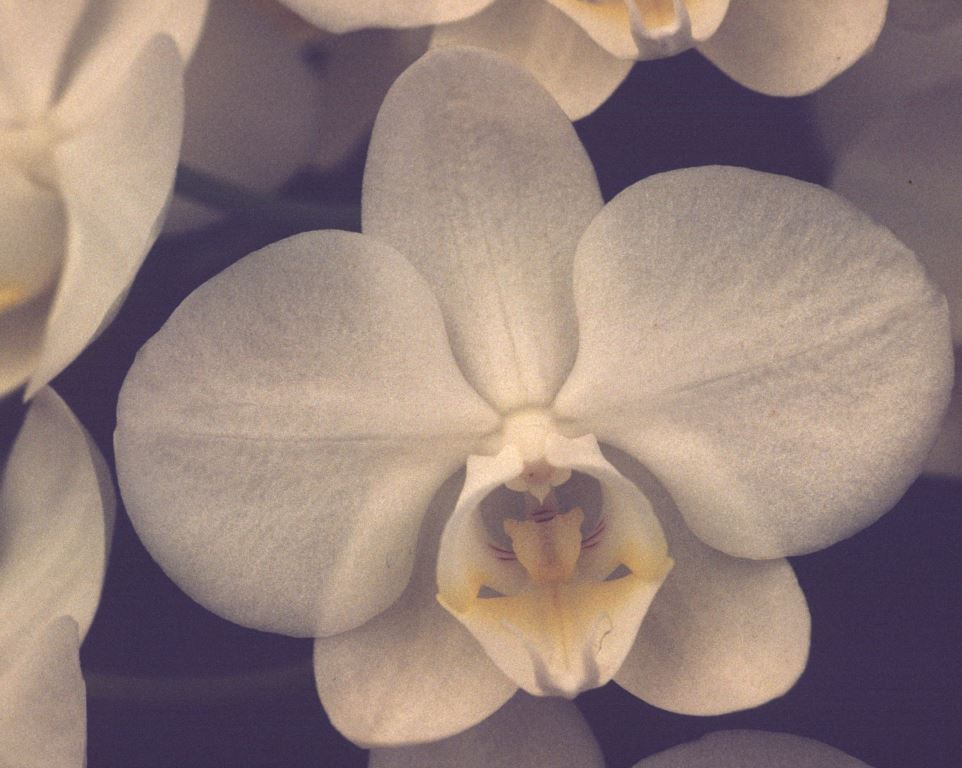 Phalaenopsis aphrodite - HCC/AOC