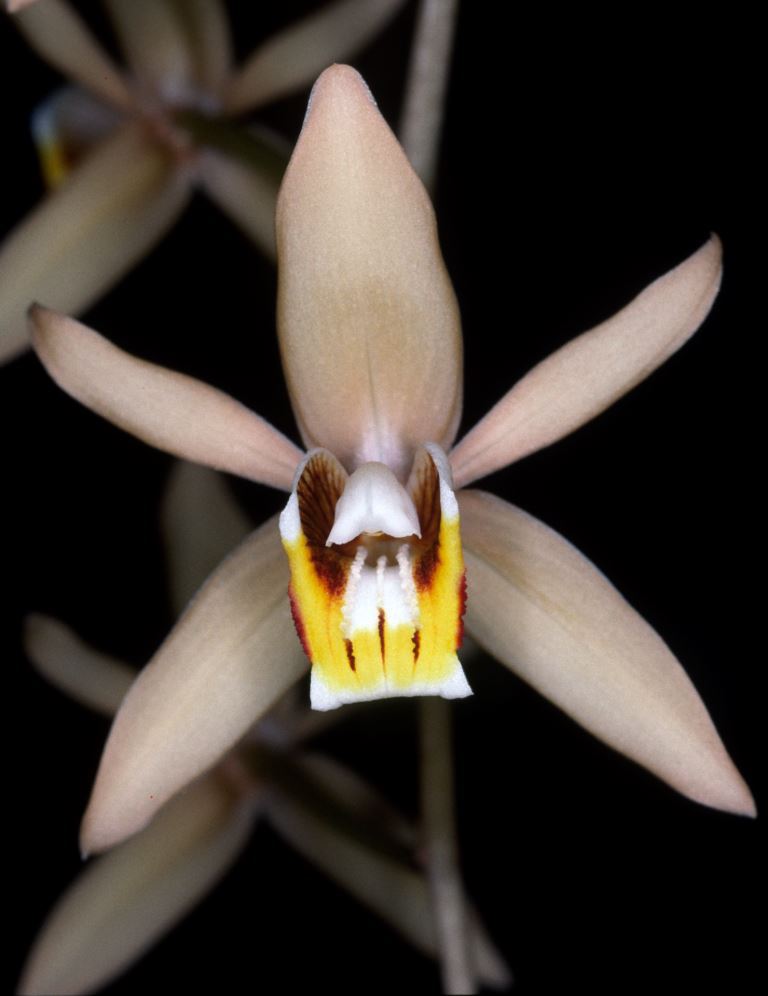 Coelogyne flaccida - HCC/AOC