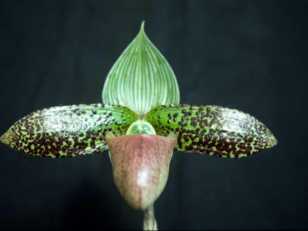 Paphiopedilum sukhakulii - HCC/AOC