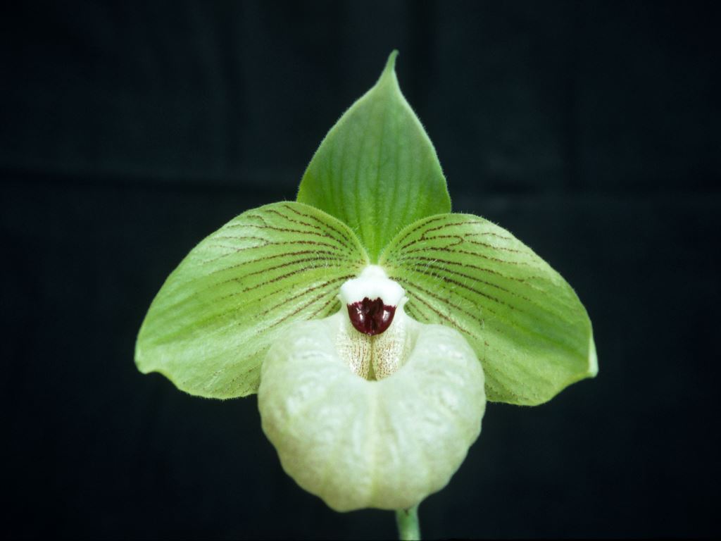 Paphiopedilum malipoense - AM/AOC