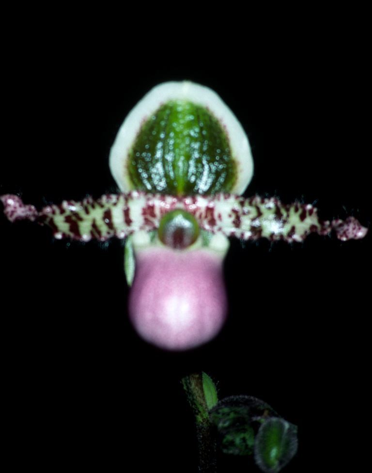 Paphiopedilum liemianum - HCC/AOC