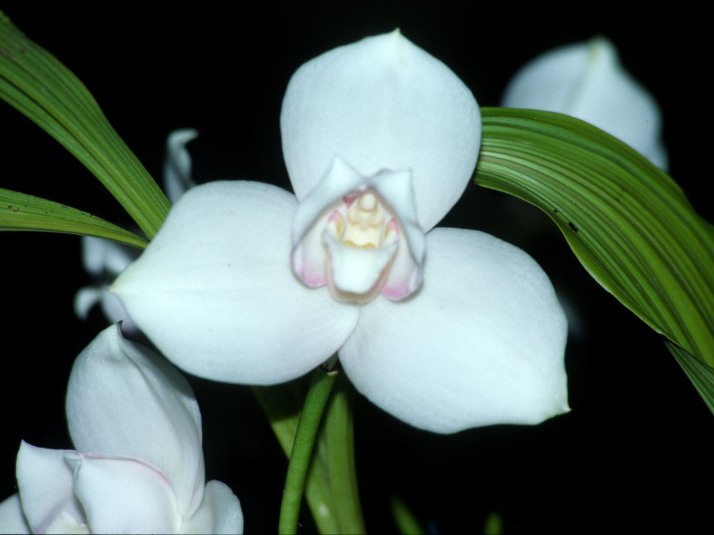 Lycaste Jonapp