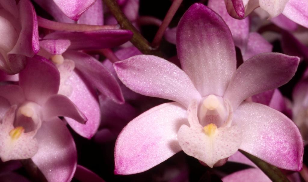 Dendrobium Bardo Rose - HCC/AOC