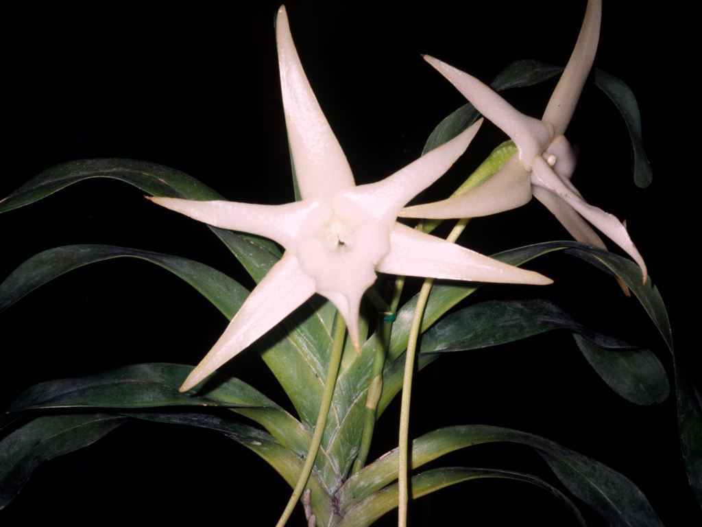 Angraecum sesquipedale var. sesquipedale - HCC/AOC