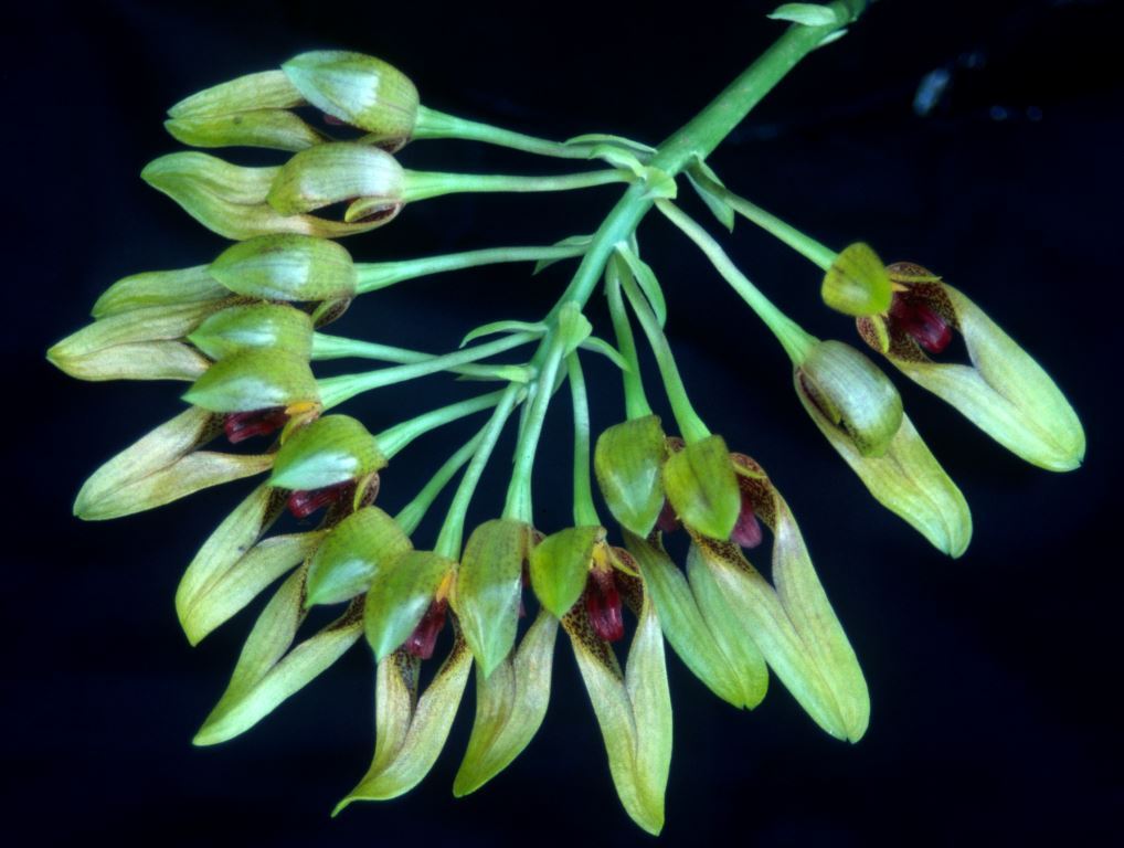 Bulbophyllum graveolens - AM/AOC