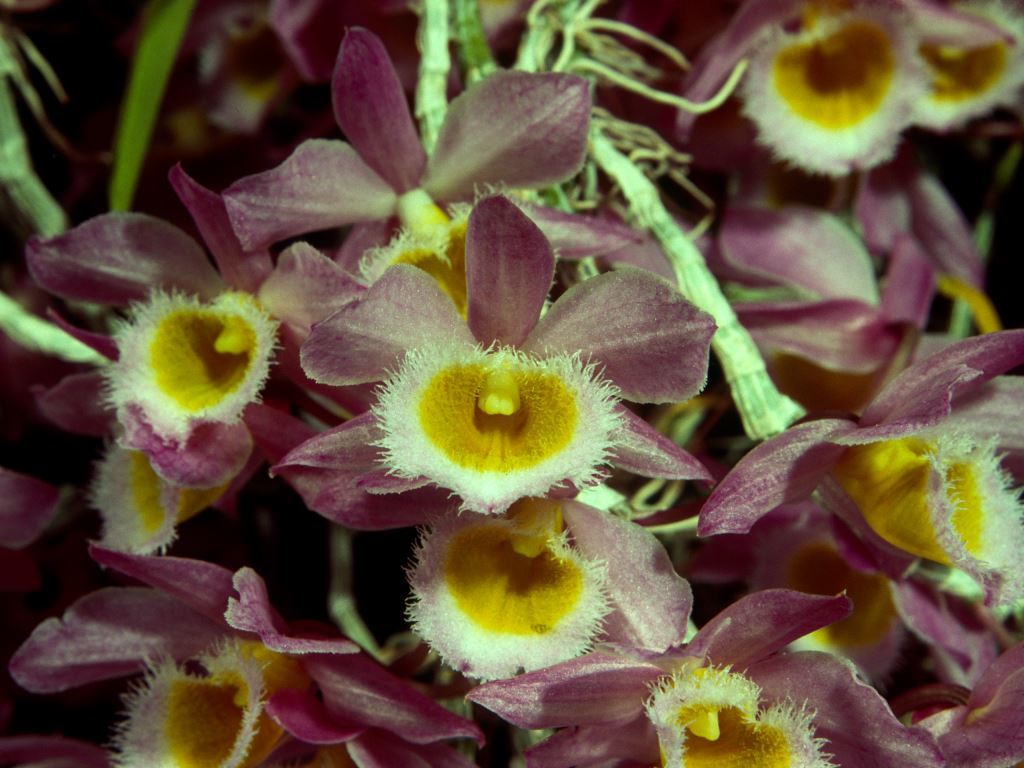 Dendrobium loddigesii - ACC/AOC