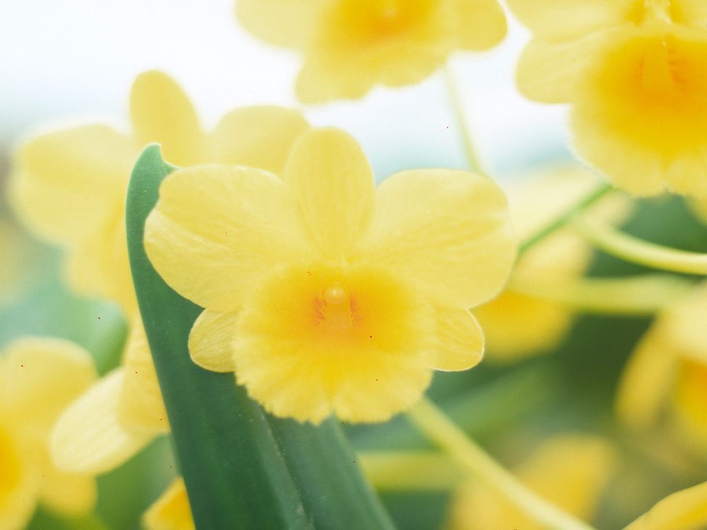 Dendrobium chrysotoxum - HCC/AOC