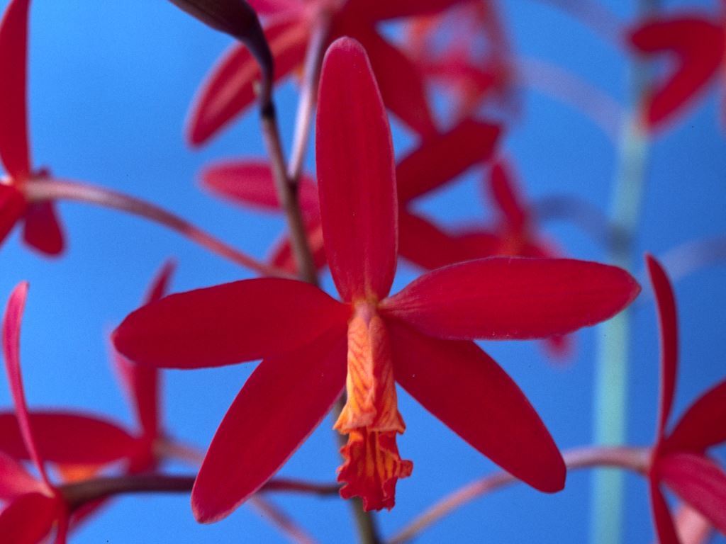 Cattleya milleri - HCC/AOC