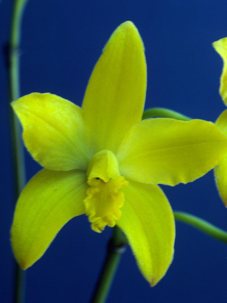 Cattleya briegeri - ACC/AOC