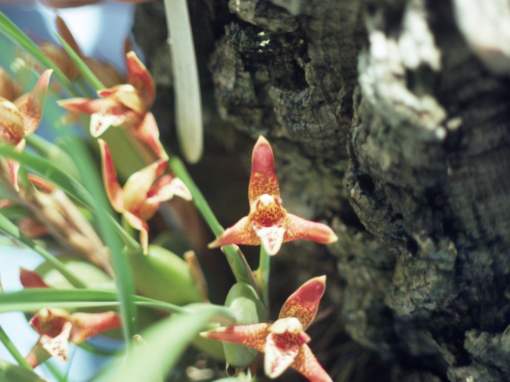 Maxillaria tenuifolia - HCC/AOC