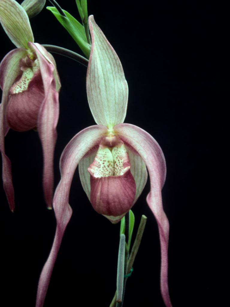 Phragmipedium Schroederae - ACC/AOC