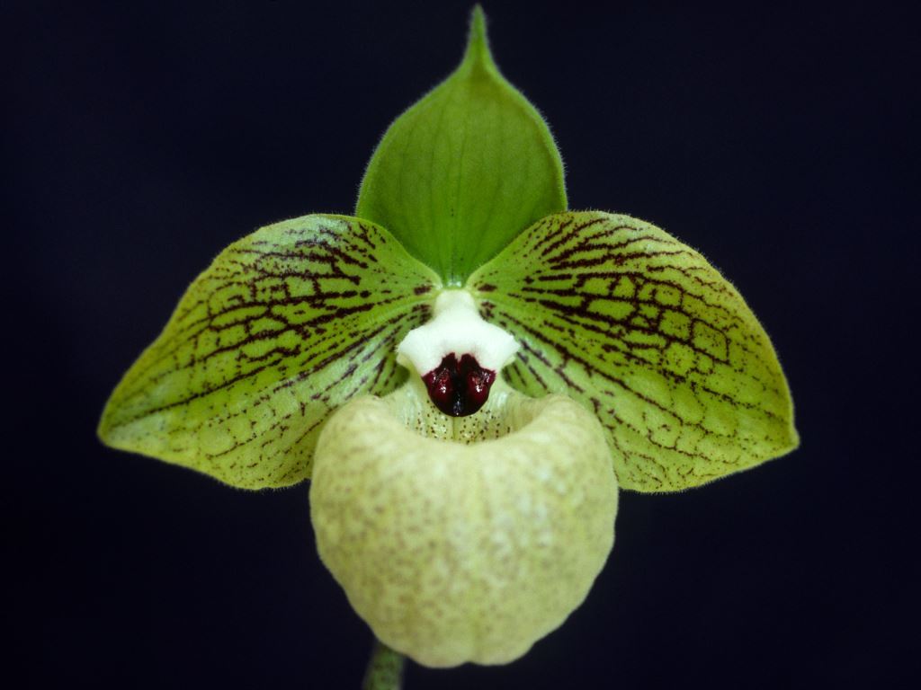 Paphiopedilum malipoense - HCC/AOC