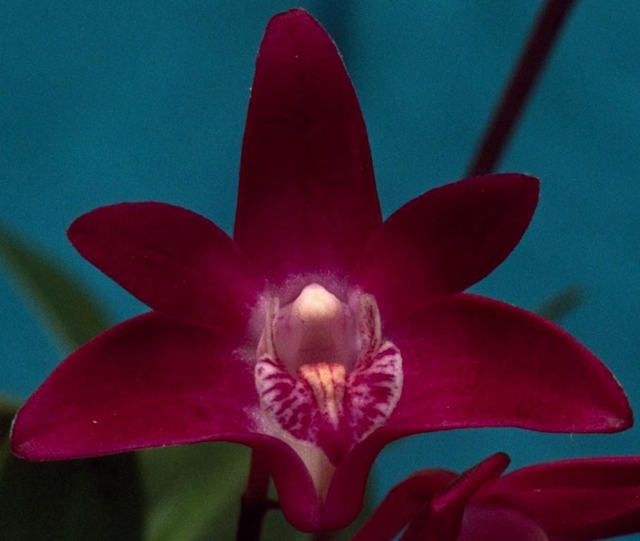 Dendrobium kingianum