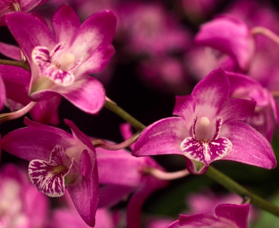 Dendrobium kingianum var. pulcherrimum - HCC/AOC