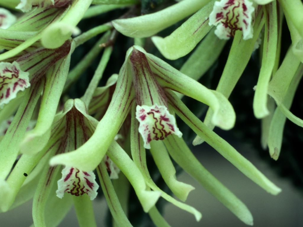 Dendrobium cucumerinum