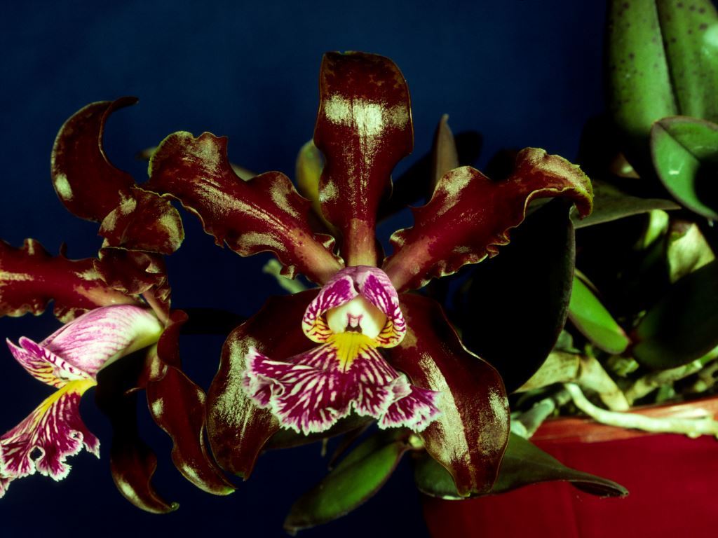 Cattleya schilleriana - HCC/AOC